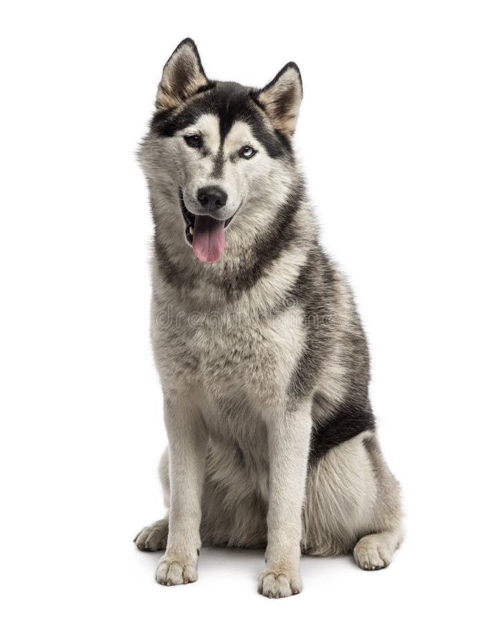 Siberian Husky Sitting Stock Photo Image 44432436