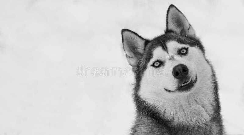 A siberian husky sitting and looking to the camera