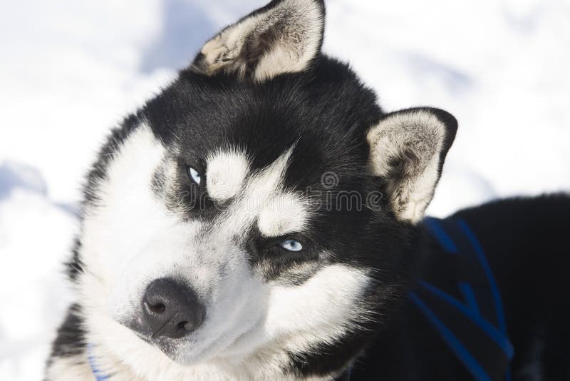 Siberian Husky in the Snow