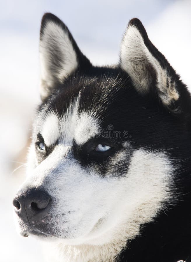 Siberian Husky in the Snow