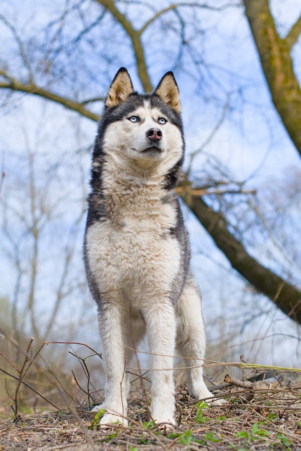 Siberian husky royalty free stock image