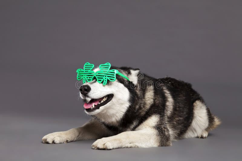 Siberian Husky Studio Portrait med gröna växt av släktet Trifoliumexponeringsglas arkivbild Siberian Husky Studio Portrait med gröna växt av släktet Trifoliumexponeringsglas arkivbild