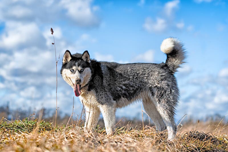 Siberian husky is walking stock image