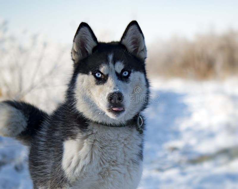 Siberian husky is walking royalty free stock images