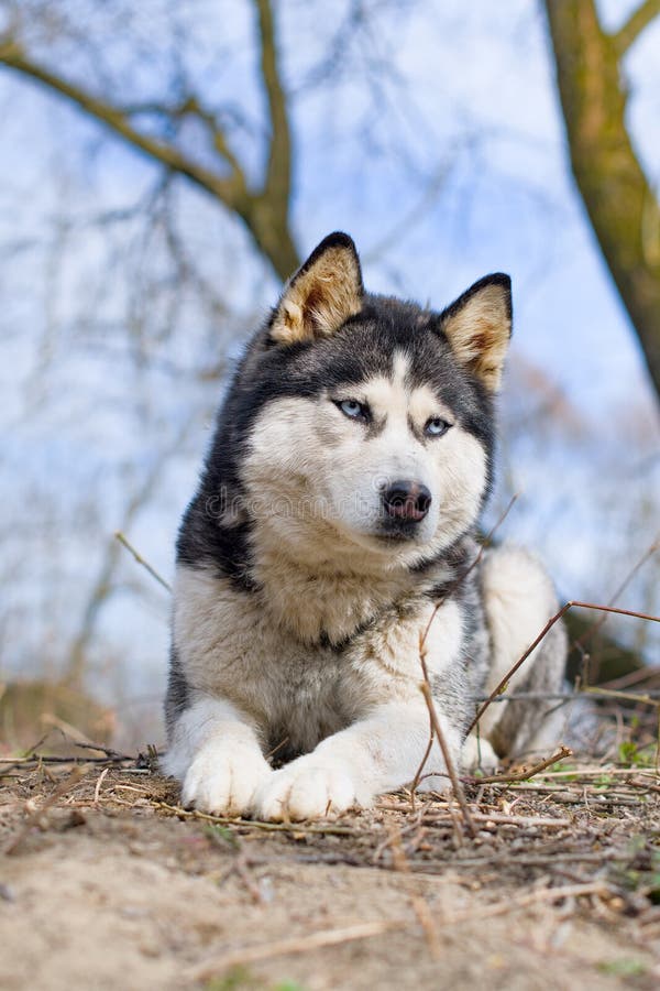 Siberian husky stock photos