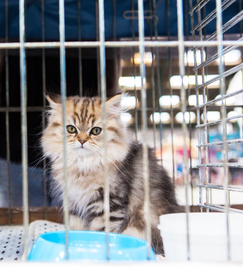 Siberian Kitten in the Cage Stock Photo Image of cage, kitten 33891330
