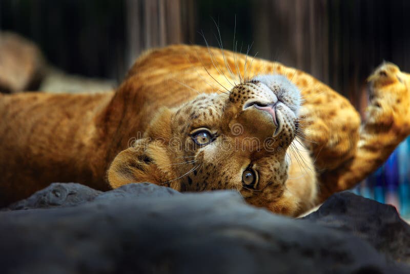 Siberian Liger