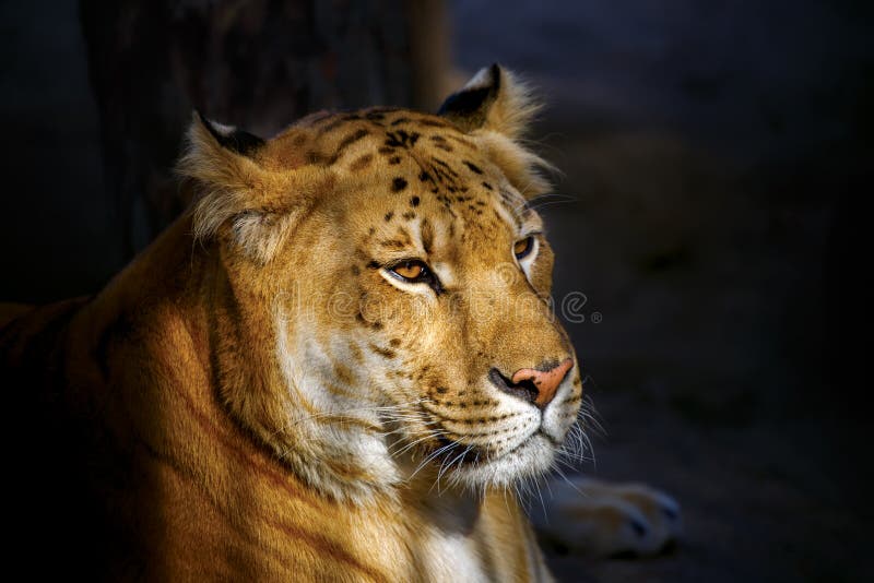 Siberian Ligerr lit by the setting sun.