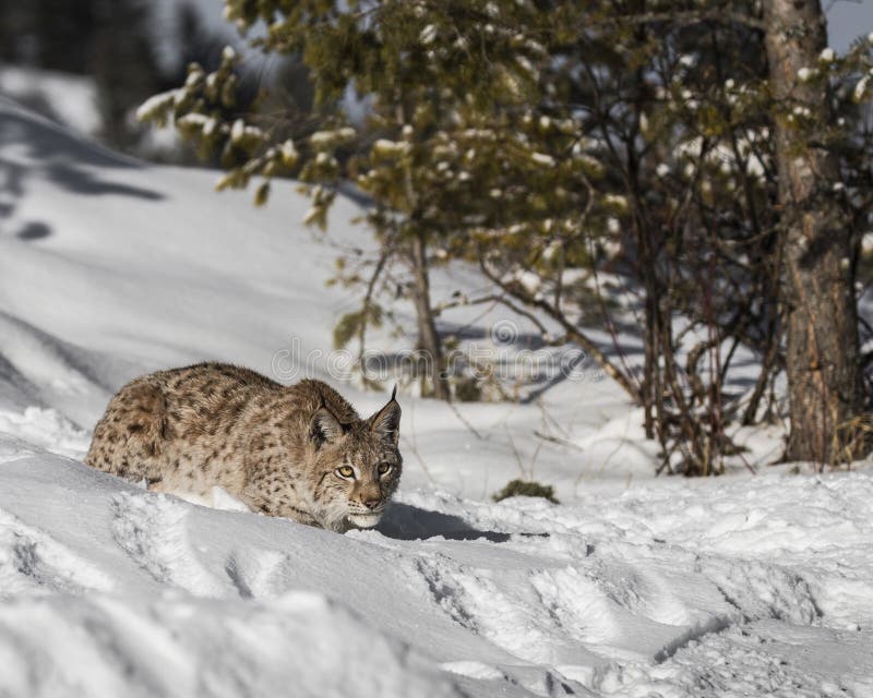 Siberian lodjurgröngöling arkivfoton Siberian lodjurgröngöling arkivfoton
