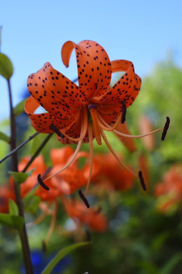 Siberian Nature Red Tiger Lily Lanceolate Lily Stock Image Image Of Spreading Flower 210367595