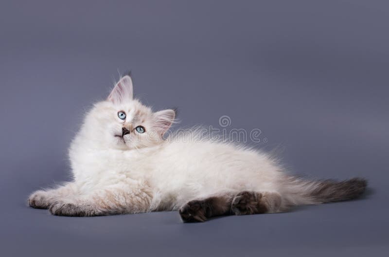 Siberian Colorpoint Kittens Stock Image Image of colorpoint, cute