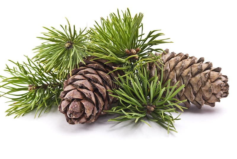 Siberian pine cone with branch royalty free stock image