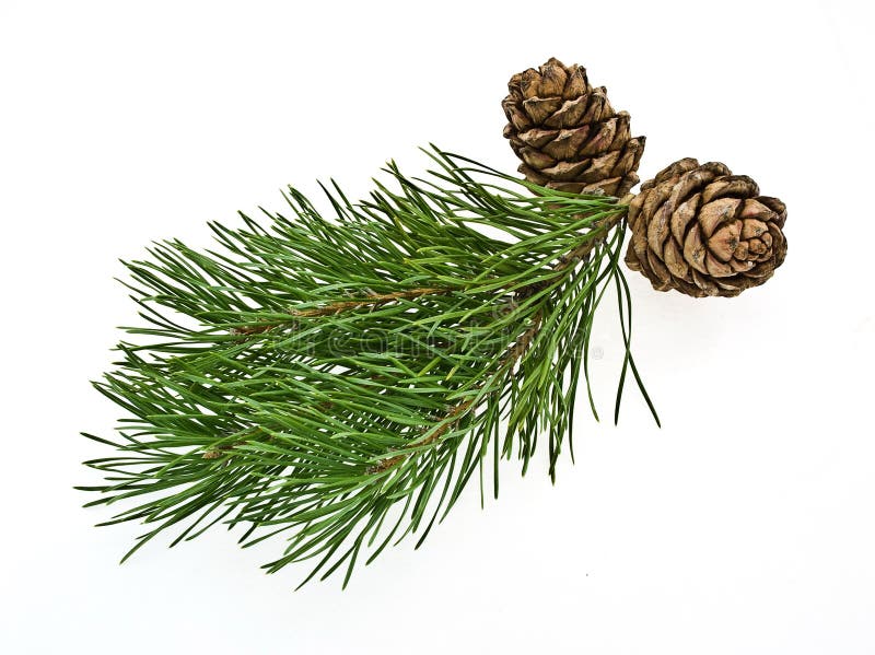 Siberian pine cone with branch royalty free stock images