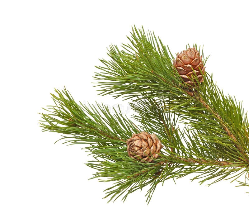 Siberian pine cones with branch