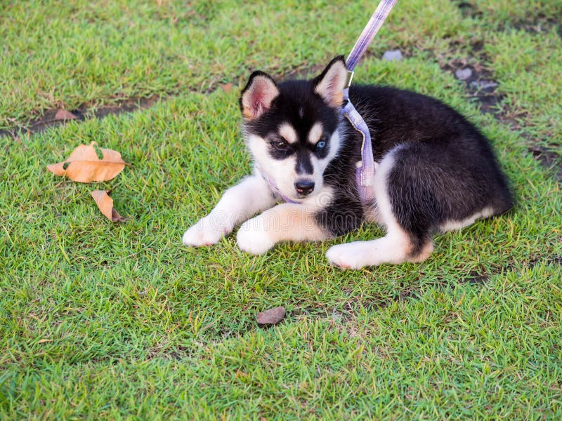 Siberian Puppies Have Two Colored Eyes Stock Image Image of animal, close 274093651