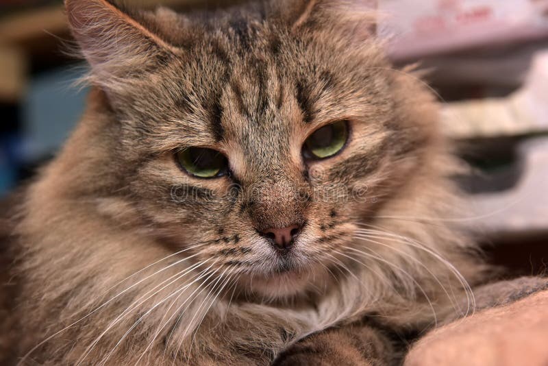 Siberian Purebred Brown Tabby Cat Stock Photo Image of kitty, furry 126936560