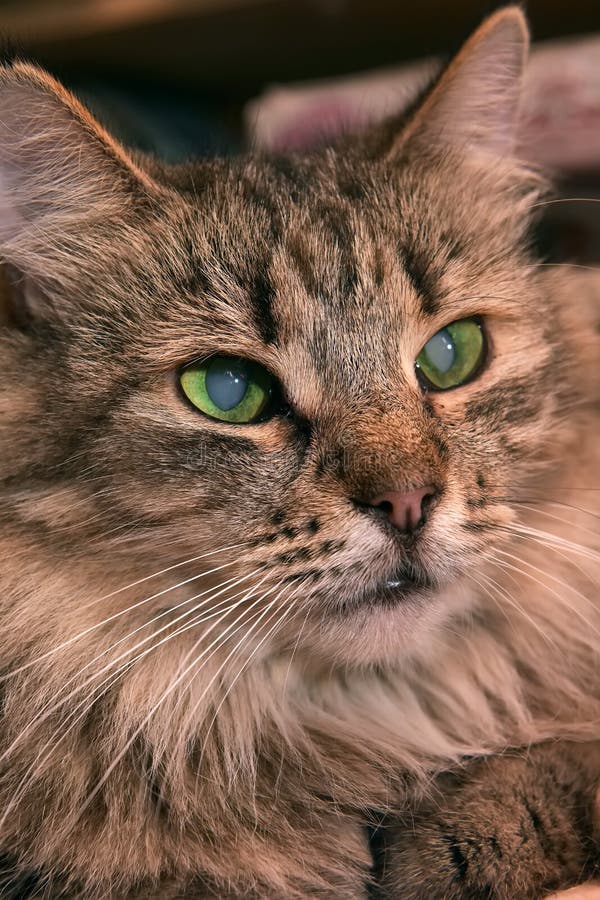 Siberian Purebred Brown Tabby Cat Stock Photo Image of hair, eyes 126936228