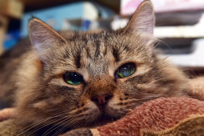 Siberian Purebred Brown Tabby Cat Stock Photo Image of cute, face 126936392