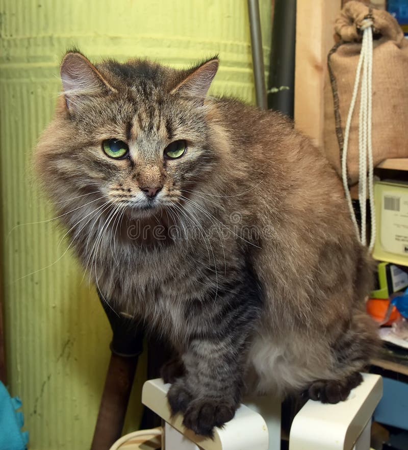 Siberian Purebred Brown Tabby Cat Stock Photo Image of cataract, domestic 126936698