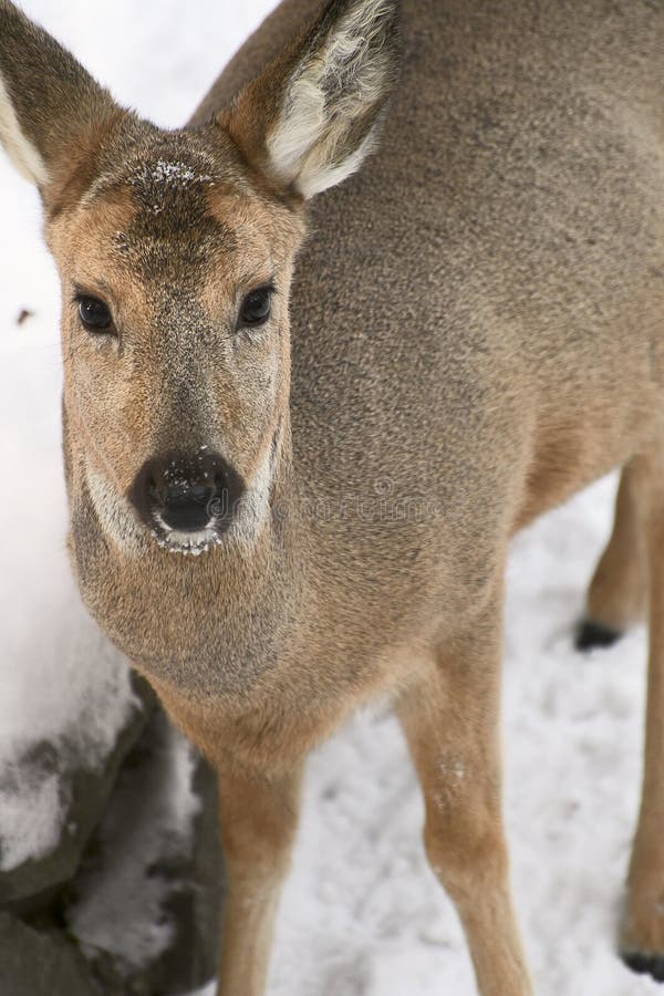 Siberian roe deer discount