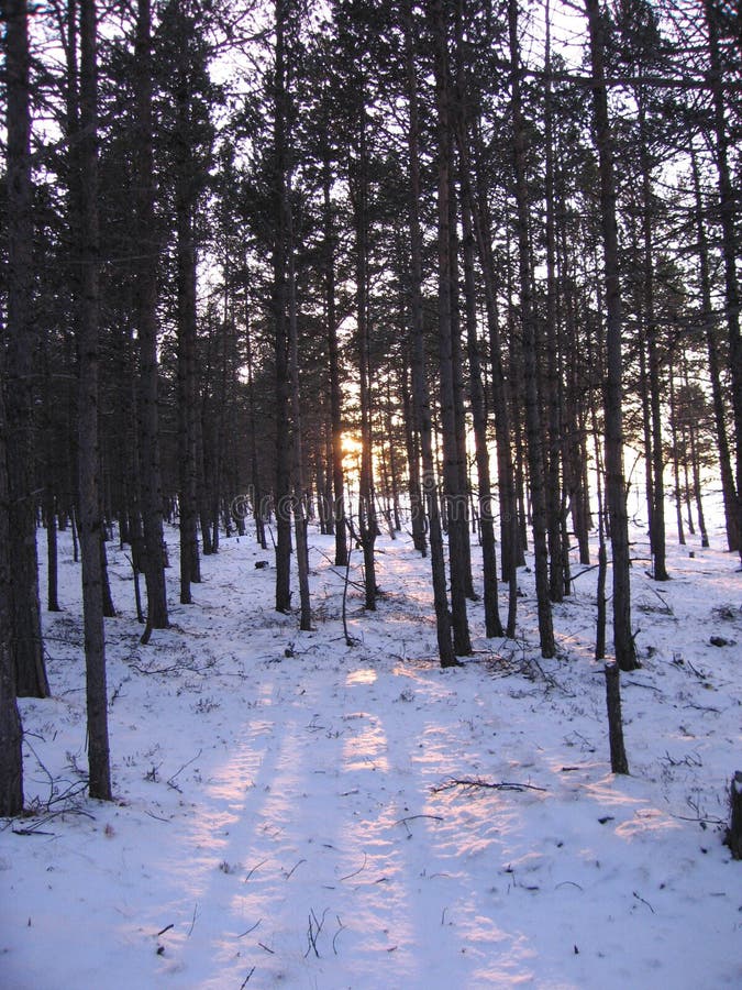 The Siberian taiga