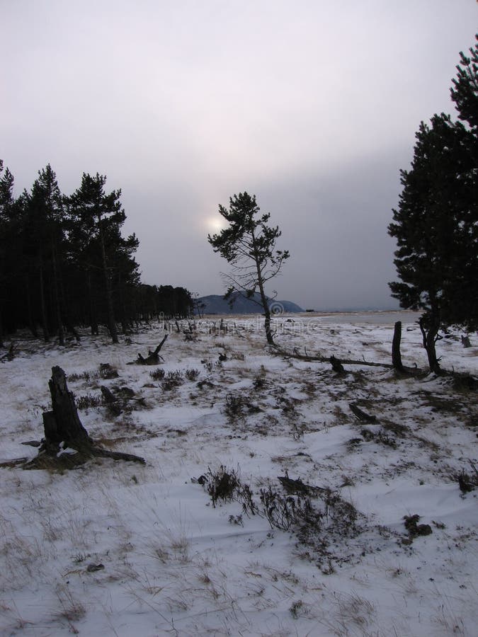 The Siberian taiga