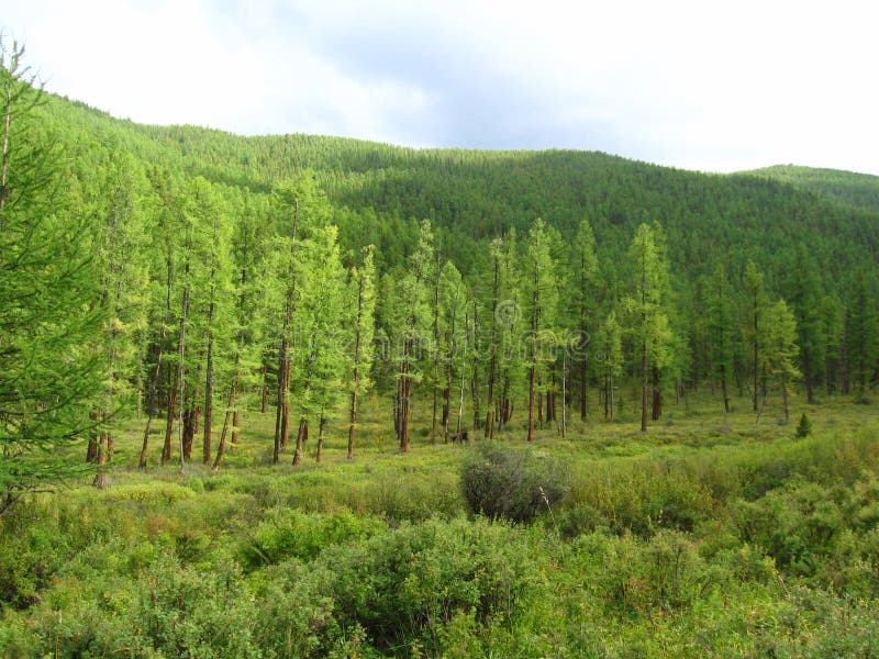 Siberian taiga