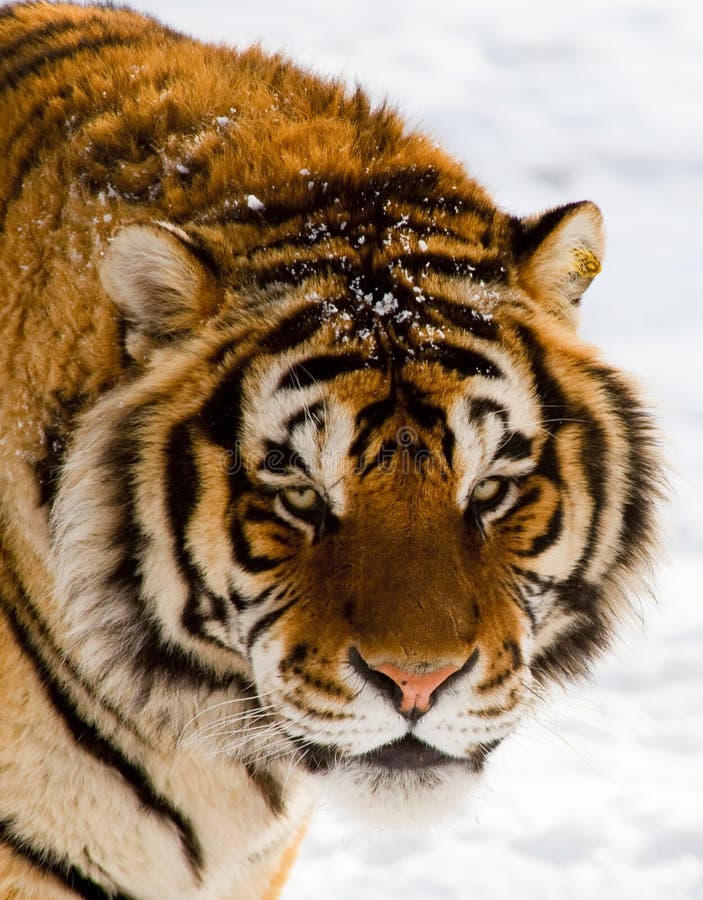 Siberian Tiger stock image. Image of dark, whiskers, predator - 13238253