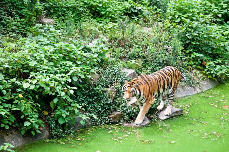 Siberian tiger in the pond