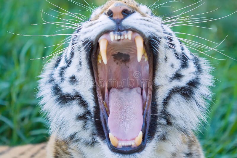 2,627 Tiger Tongue Stock Photos Free & RoyaltyFree Stock Photos from