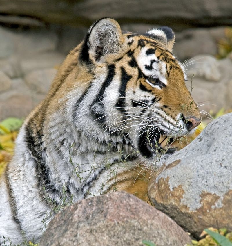 Siberian tiger 6