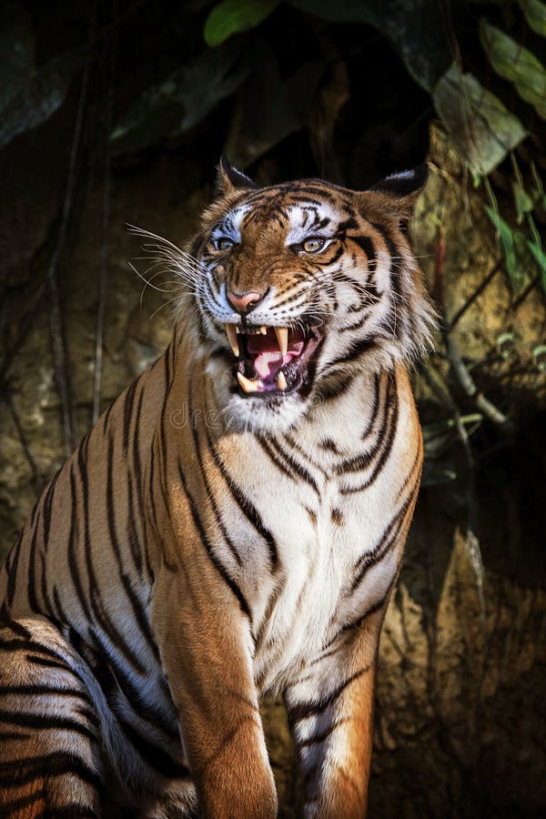Siberian tiger in action of growl royalty free stock photos Siberian tiger in action of growl royalty free stock photos
