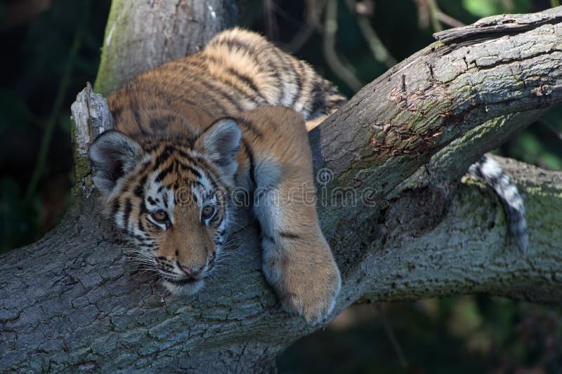 Siberian Tiger Cub(Panthera Tigris Altaica)