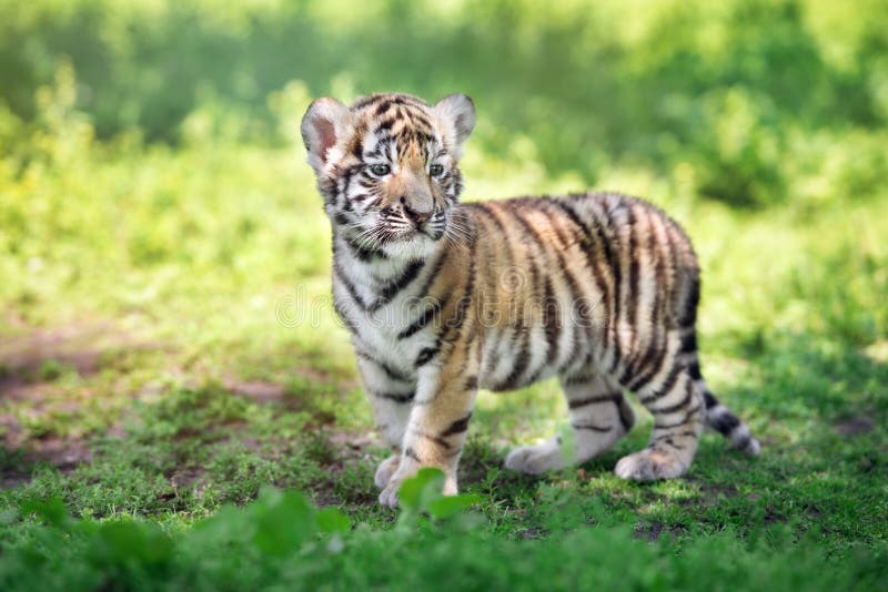 Siberian tiger cub standing on grass
