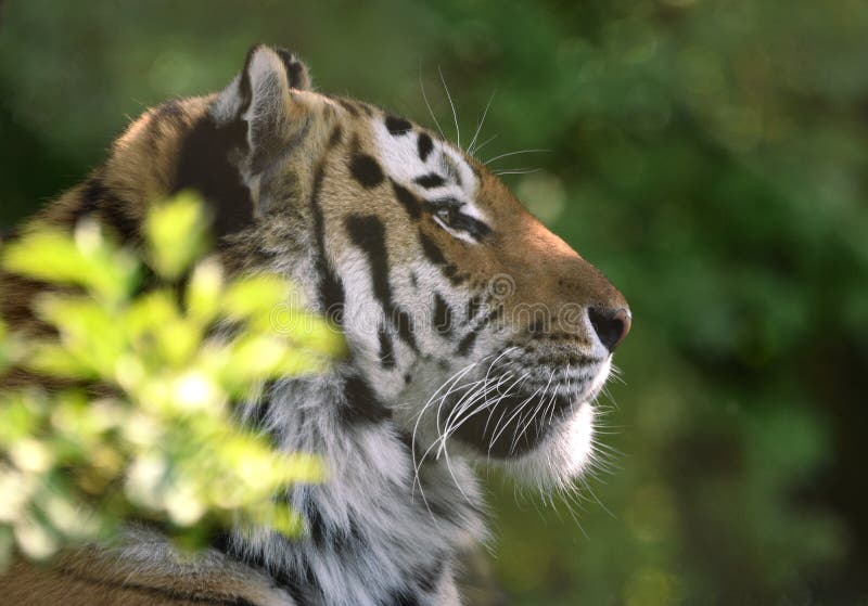 Close up fotografii extrémně vzácné a krásné Sibiřský / tygr Ussurijský Panthera tigris altaica v profilu, jak to uvolňuje v přírodní stinném místě.