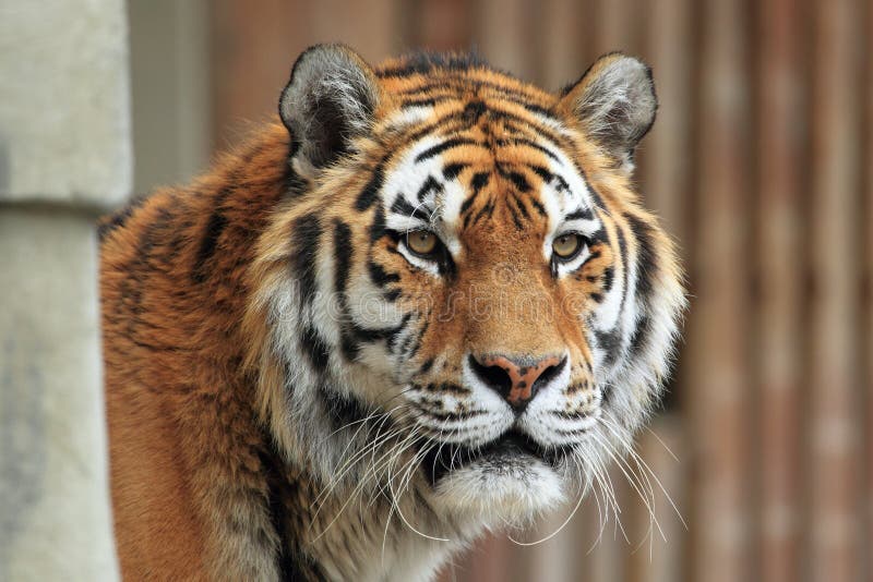 Siberian tiger detail