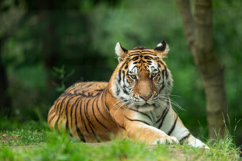 Siberian Tiger in the Forest Stock Image - Image of animal, aggressive ...