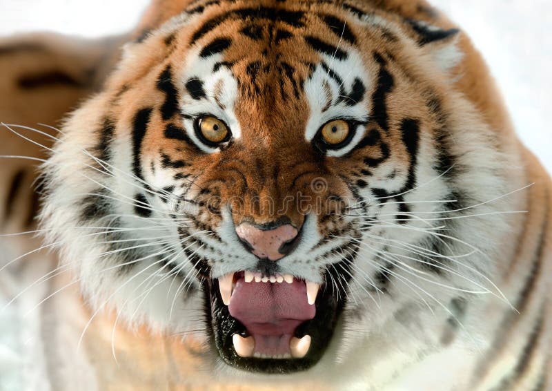 Siberian Tiger Growling