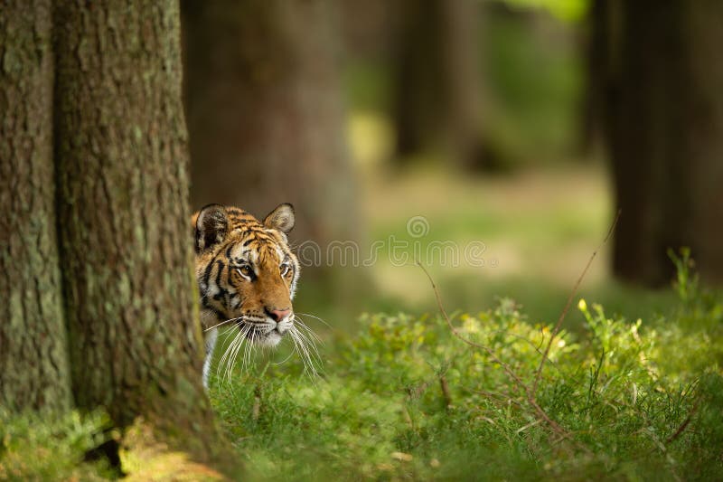 Siberian tiger hidden behind tree. Closeup head of dangerous animal taken look aside.