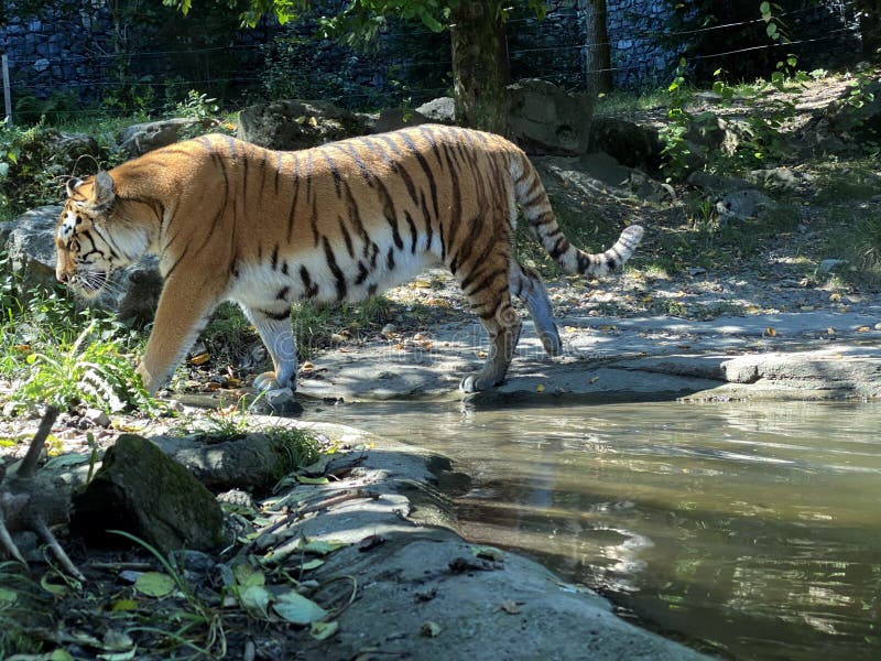 Siberian tiger `Irina` Panthera tigris altaica, Der Sibirische Tiger, Amurtiger, Ussuritiger, Tigre siberiana, dell`Amur, Tigre