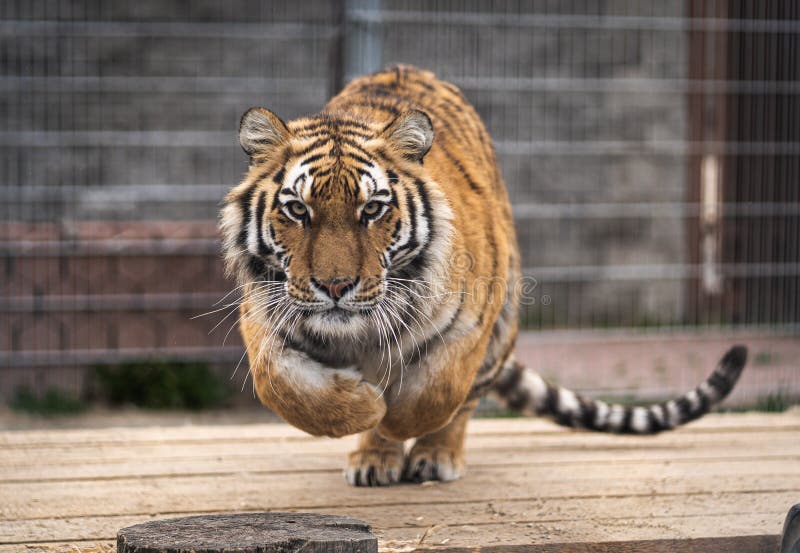 Siberian Tiger is Jumping and Ready To Attack Stock Image - Image of wild,  majestic: 178426551