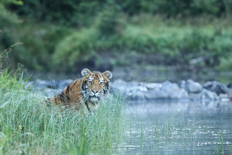 Siberian tiger in water in river - Panthera tigris altaica