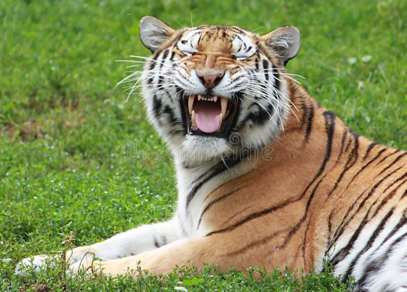 Siberian Tiger Making Funny Face Stock Photo - Image of siberian, gazing: 11198822 Siberian Tiger Making Funny Face Stock Photo - Image of siberian, gazing: 11198822
