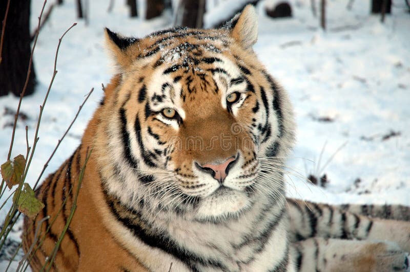 Siberian tiger (Panthera tigris altaica)