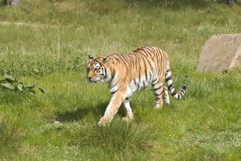 Siberian Tiger (Panthera Tigris Altaica)