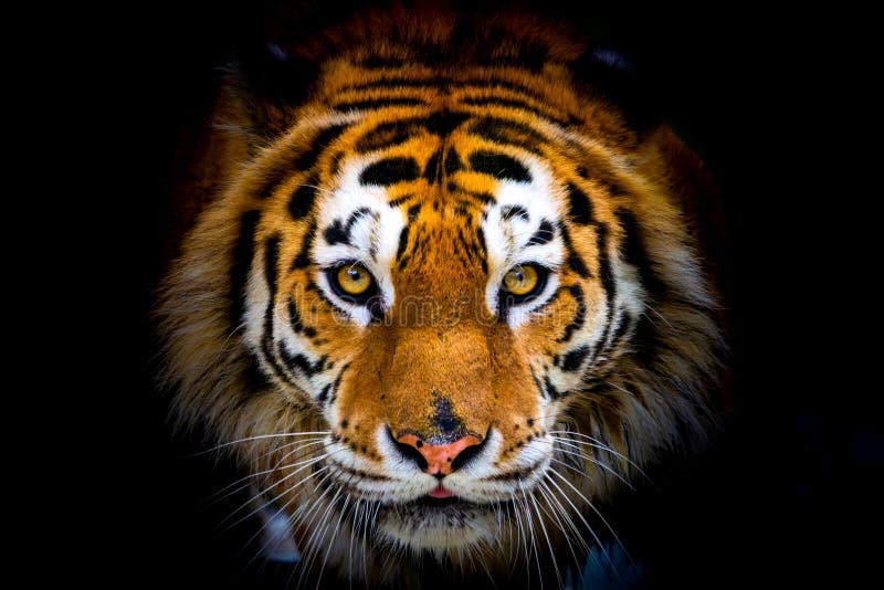 Siberian Tiger Portrait. Aggressive Stare Face Meaning Danger for the Prey  Foto de Stock - Imagem de animal, risco: 148370096