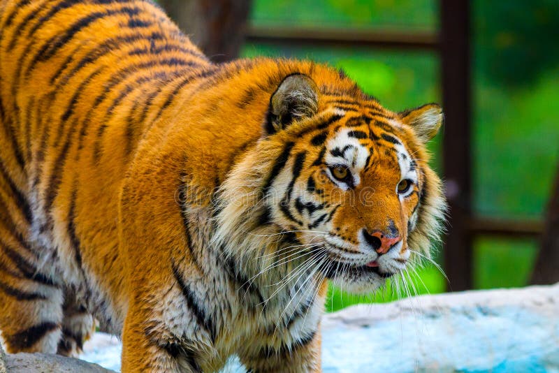 Siberian Tiger Portrait. Aggressive Stare Face Meaning Danger for the Prey  Foto de Stock - Imagem de animal, risco: 148370096