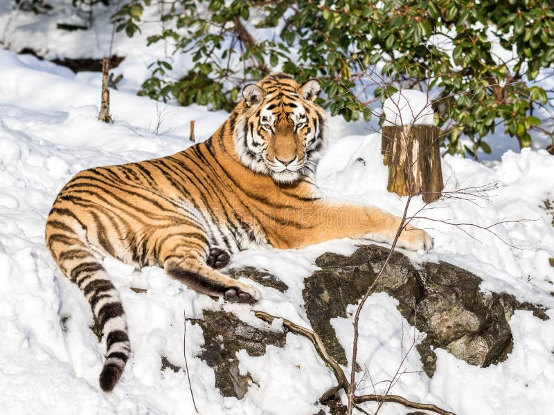 Siberian tiger, Panthera tigris altaica, resting in the snow in the forest. Looking at camera.