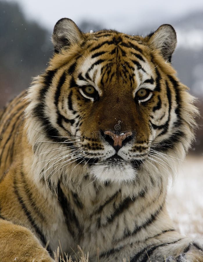 Siberian Tiger, Panthera Tigris Altaica Stock Image - Image of panthera ...