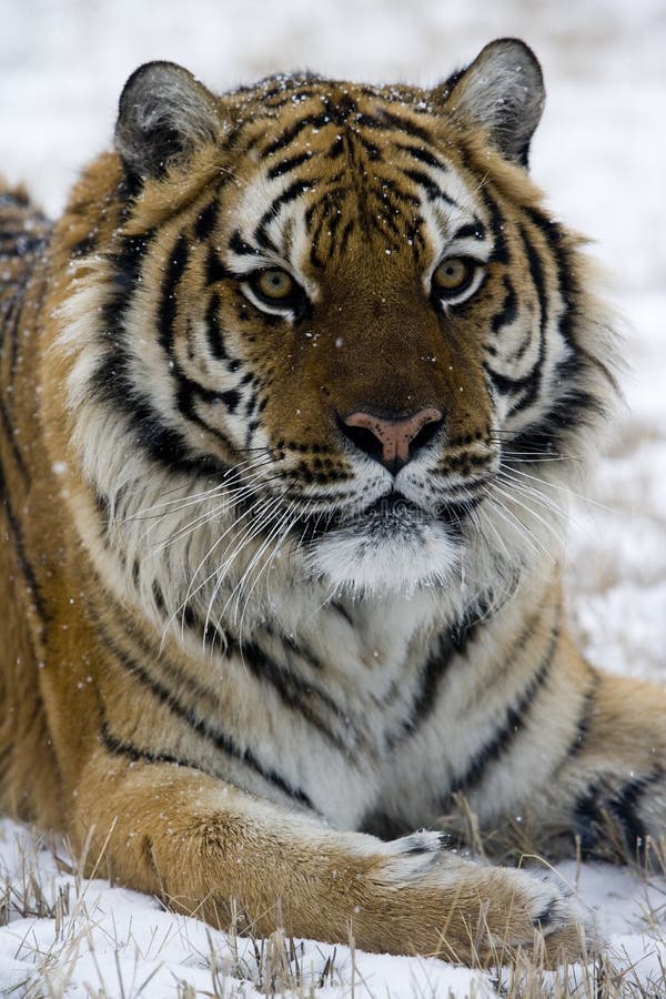 Siberian Tiger, Panthera Tigris Altaica Stock Photo - Image of nature ...